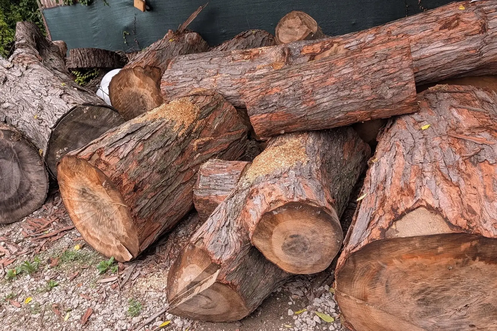 Hardwood logs stacked with their cut ends exposed, waiting to be milled.